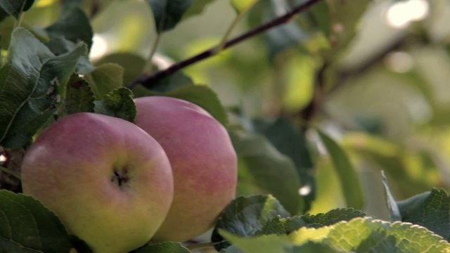 frische &Auml;pfel