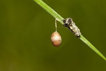 cocoon
