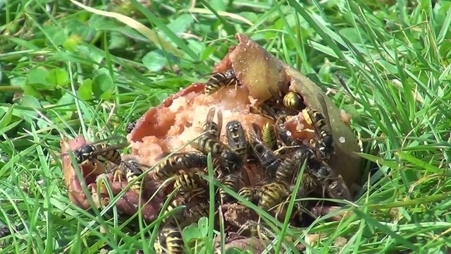 video wespen auf apfel II