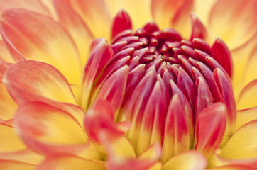 Detail einer roten Blüte der Dahlie