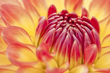 Foto auf Acrylglas Detail einer roten Blüte der Dahlie © MATTHIAS  BUEHNER