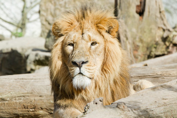 Lion d'asie couché