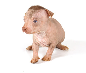 Chinese Crested Dog puppy