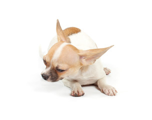 Funny puppy Chihuahua poses