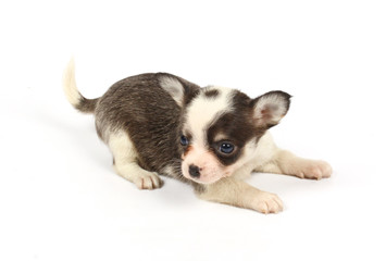 Obraz premium small chihuahua puppy