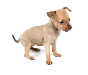 Funny puppy Chihuahua poses