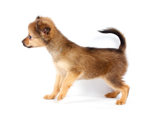 Funny puppy Chihuahua poses