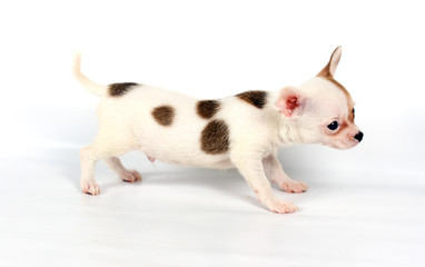 Funny puppy Chihuahua poses