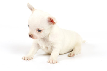 Funny puppy Chihuahua poses