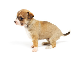 Funny puppy Chihuahua poses