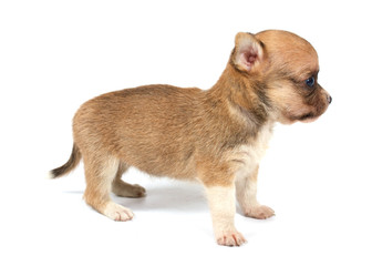 Funny puppy Chihuahua poses