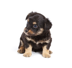 Chihuahua puppy in studio