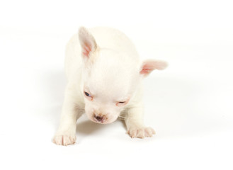 Funny puppy Chihuahua poses