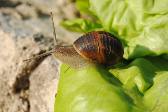 escargot