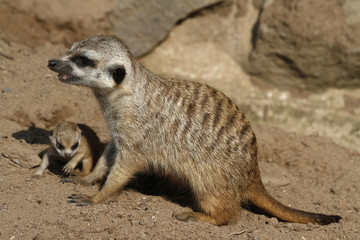 Erdmännchen mit Baby