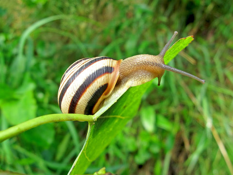 snail (gastropoda mollusc) on green leaf, nature details