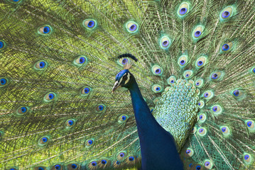 Obraz premium Peacock