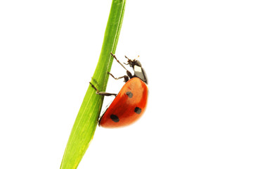 ladybug on grass