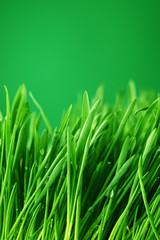Fototapeta na wymiar tło natura trawa