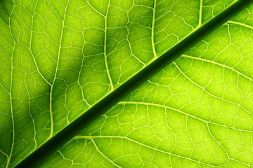 green leaf vein