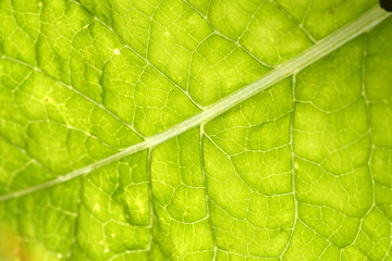 green leaf vein