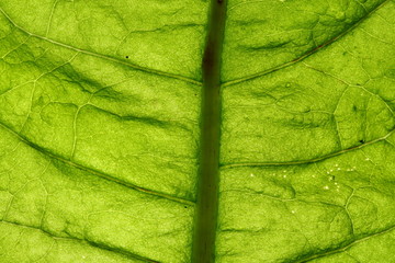 green leaf vein