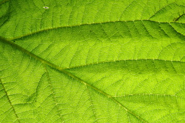 green leaf vein