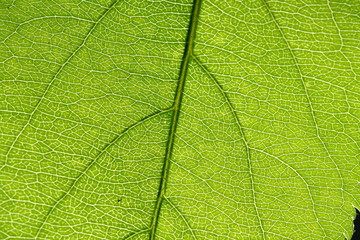 green leaf vein