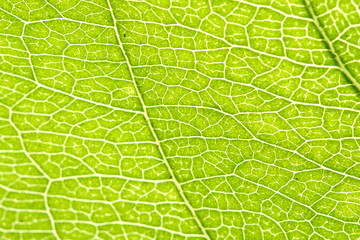 green leaf vein