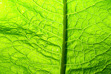 green leaf