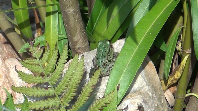 video frosch beim fliegenfangen IV