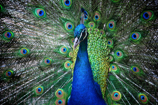 Fototapeta Pfau in voller Pracht