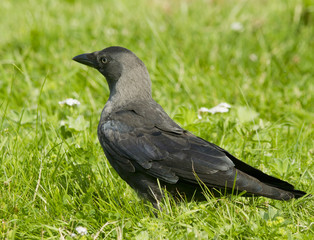 Jackdaw