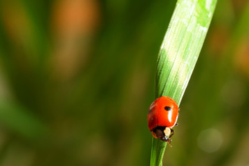 ladybug on grass