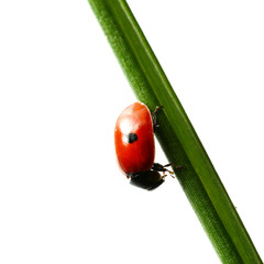 ladybug on grass