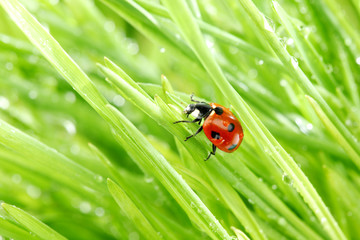 ladybug on grass