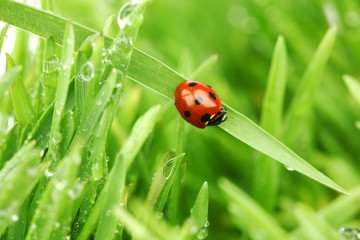 ladybug on grass