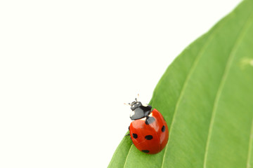 ladybug on leaf