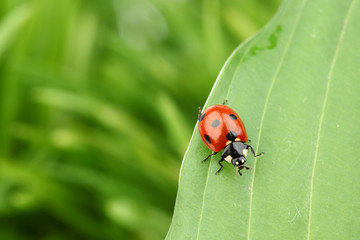 Fototapeta premium ladybug on leaf