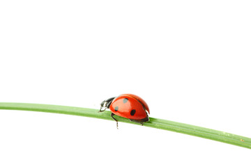 ladybug on grass