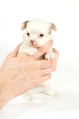 Funny puppy Chihuahua poses