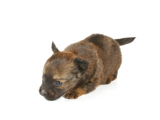 Funny puppy Chihuahua poses