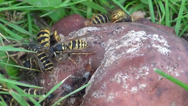 video wespen auf apfel IV