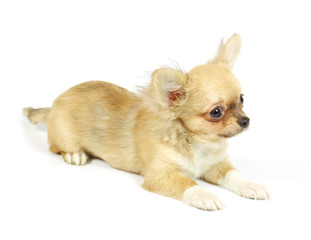 small chihuahua puppy