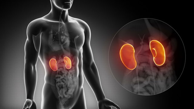 Detailed view - Male KIDNEY anatomy in x-ray