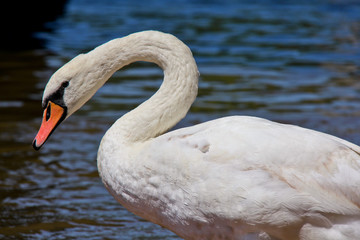 White Swan