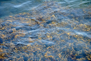 Seaweed Underwater