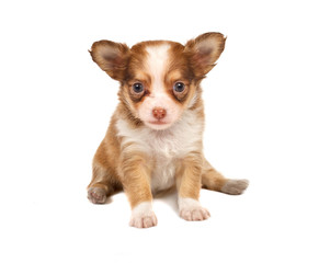 portrait of a cute purebred puppy chihuahua in front of white ba
