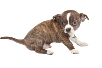 portrait of a cute purebred puppy chihuahua in front of white ba