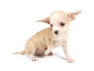 Funny puppy Chihuahua poses